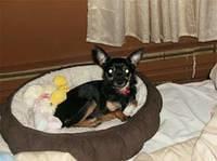 chihuahua morin
