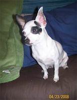 chihuahua saturday