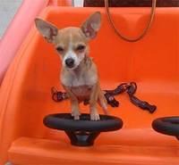chihuahua thorp