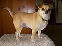 chihuahua vashaw