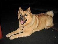 chinesefoodog bernero