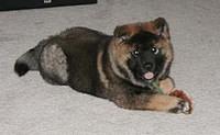 chinesefoodog clark