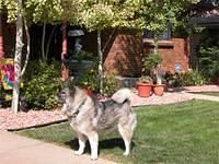 chinesefoodog hokum