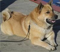 chinesefoodog mcbride
