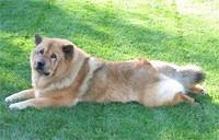 chinesefoodog morrison