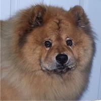 chinesefoodog scott