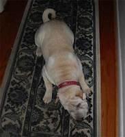 chinesesharpei batey2