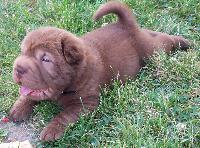 chinesesharpei cruz