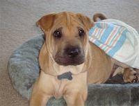 chinesesharpei fuentes