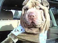 chinesesharpei heverly