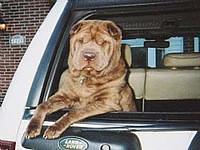 chinesesharpei heverly2
