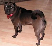 chinesesharpei jessicaswanson