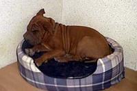 chinesesharpei kostich