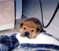 chinesesharpei martinez