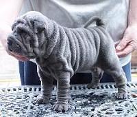 chinesesharpei soldiers
