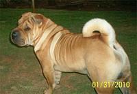 chinesesharpei suganuma