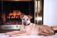 chinook julia