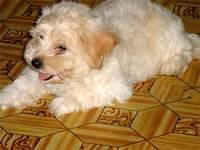 chipoo francis