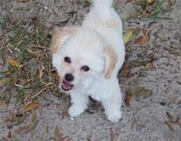 chipoo hardee
