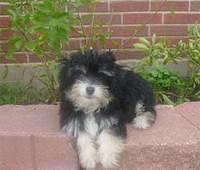 chipoo smith