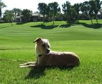 chipoo strain