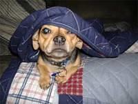 chiweenies