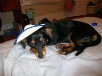 chiweenie garcia