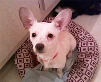 chiweenie gillen