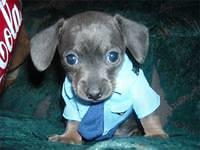 chiweenie greer