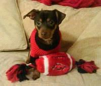 chiweenie halley