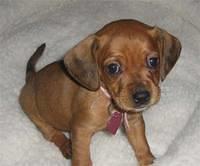 chiweenie huddleston
