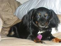 chiweenie ireland