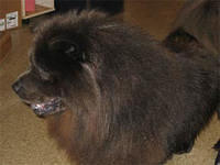 chowchows