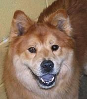 chowchow jefferson