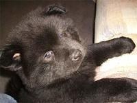 chowchow kerby