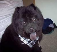 chowchow murray