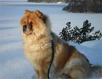 chowchow nordstrom