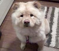 chowchow washbond