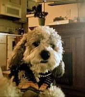 cockabichon coggins