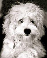 cockabichon harris