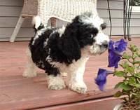 cockabichon loy