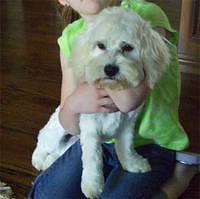 cockabichon mendenhall