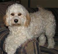 cockabichon reviera2