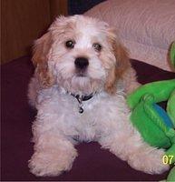 cockabichon rosenau