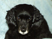 cockapoo cincotti