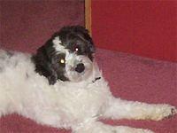 cockapoo erika