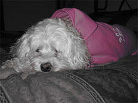 cockapoo mcgill