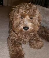 cockapoo moyer