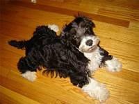 cockapoo roy