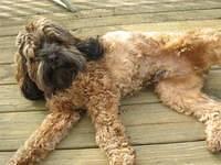 cockapoo rubel